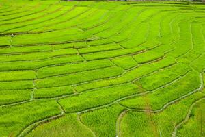 Green of rice terrace on hill of mountain photo