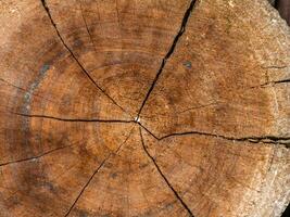 Closeup nature surface texture style of wooden photo