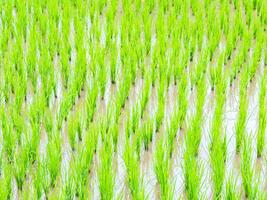 verde césped de arroz terraza en granja foto
