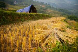 field of rice terrace step on hill photo