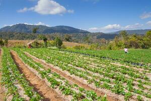 Green strawberry farm photo