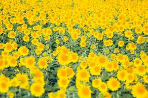 Colorful yellow of sunflowers photo