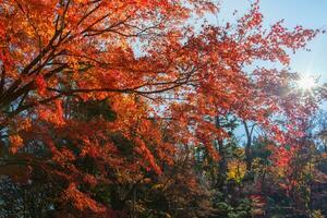 vistoso de árbol en otoño temporada foto