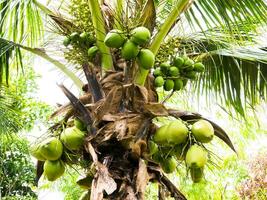 Coco palma árbol en granja foto