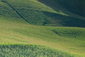 Corn farm in front of landscape view green mountain photo