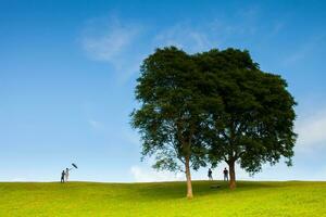 Tree under clear sky photo