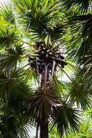 Toddy palm tree on farm photo
