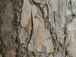 Texture of wood photo