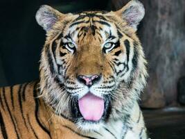 Tigre cara con ojos concentrado en cámara foto