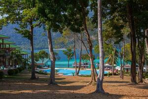 tree with clear sky behind beach in Tropicana photo