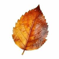 AI generated Single Spring autumn maple leaf with white background Created with generative Ai photo