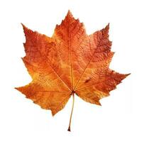 AI generated Single Spring autumn maple leaf with white background Created with generative Ai photo