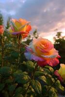 AI generated roses in the garden photo