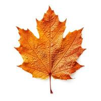AI generated Single Spring autumn maple leaf with white background Created with generative Ai photo