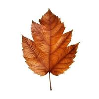 AI generated Single Spring autumn maple leaf with white background Created with generative Ai photo