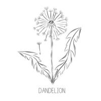 Sketch vector illustration of dandelion flower in doodle style. Botanical medicinal herbs. A trendy rustic plant.