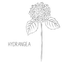 Sketch vector illustration of hydrangea flower in doodle style. Botanical herbs. A trendy rustic plant.