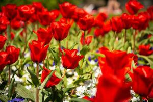 Close-up and selective focus shot of Tulip flower bed photo