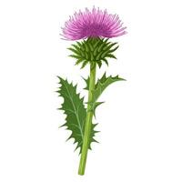 Vector illustration, Milk thistle plant, scientific name Silybum marianum, isolated on white background.