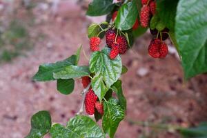 Berries of red mulberry on branches of a tree. photo