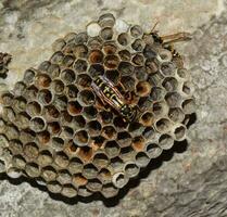 Wasp nest with wasps sitting on it. Wasps polist. The nest of a family of wasps which is taken a close-up photo