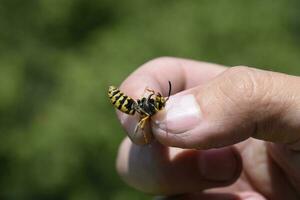 Common wasp on pinched fingers photo