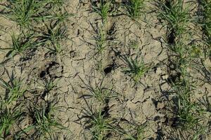 The field of winter wheat, making root dressing seedlings photo