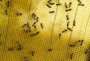 Roy bees on wax combs. Bee honeycomb, Plank with honeycomb from the hive. Honey bee. photo