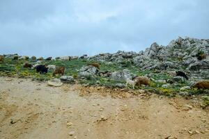 Sheep and goats graze on the slopes of the mountains. Grazing cattle. photo