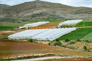 tomato plants growing inside big industrial greenhouse. Industrial agriculture. photo