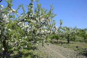 Blooming apple orchard. Adult trees bloom in the apple orchard. Fruit garden photo