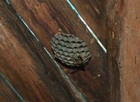 Wasp nest with wasps sitting on it. Wasps polist. The nest of a family of wasps which is taken a close-up photo