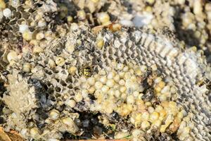 Destroyed hornet's nest. Drawn on the surface of a honeycomb hornet's nest. Larvae and pupae of wasps. Vespula vulgaris photo