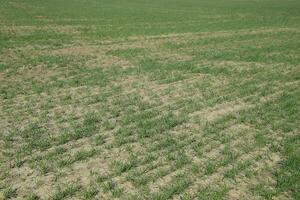 The field of winter wheat, making root dressing seedlings photo