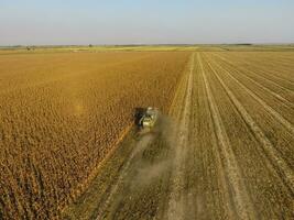 Harvester harvests corn. Collect corn cobs with the help of a combine harvester. Ripe corn on the field. photo