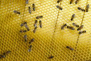 Roy bees on wax combs. Bee honeycomb, Plank with honeycomb from the hive. Honey bee. photo