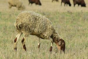 Sheep in the pasture photo