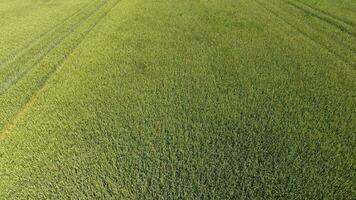 Green wheat in the field, top view with a drone. Texture of wheat green background. photo