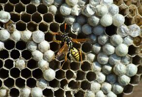 Wasp nest with wasps sitting on it. Wasps polist. The nest of a family of wasps which is taken a close-up photo