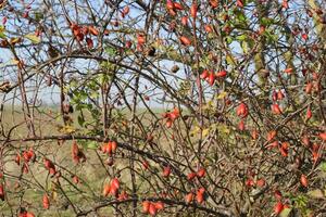 Hips bush with ripe berries. Berries of a dogrose on a bush. Fruits of wild roses. Thorny dogrose. Red rose hips. photo