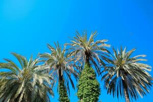 Phoenix canariensis palm photo