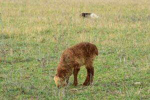 Sheep in the pasture photo