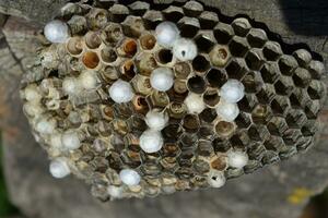 Wasp nest with wasps sitting on it. Wasps polist. The nest of a family of wasps which is taken a close-up photo