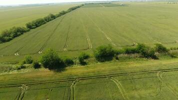 Green wheat in the field, top view with a drone. Texture of wheat green background. photo