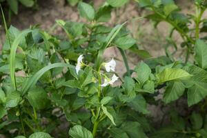 Flowers of potatoes on a bush. Flowering potatoes. White flowers. photo