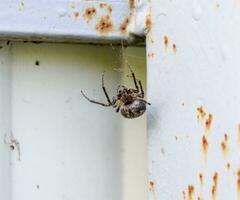 female spider of the crosspiece weaves the net. Spider on the fence. photo