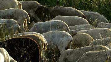 schapen in een kudde wandelen en begrazing Bij zonsondergang video