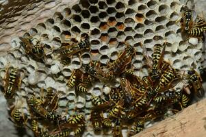 Wasp nest with wasps sitting on it. Wasps polist. The nest of a family of wasps which is taken a close-up photo