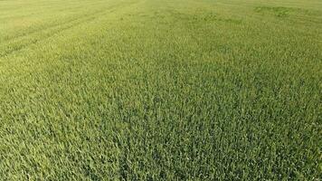 Green wheat in the field, top view with a drone. Texture of wheat green background. photo