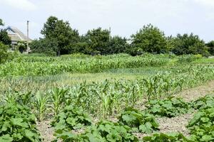 Vegetable garden with zucchini and corn. Vegetable beds in the garden. Weed beds. photo